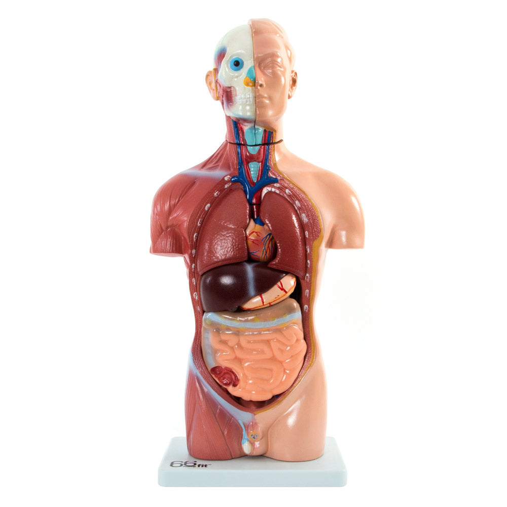 66fit Male Torso Anatomical Model - 13 parts - 42cm