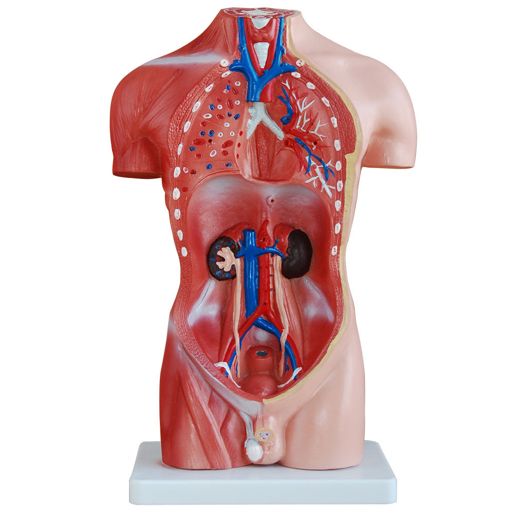 66fit Male Torso Anatomical Model - 13 parts - 42cm