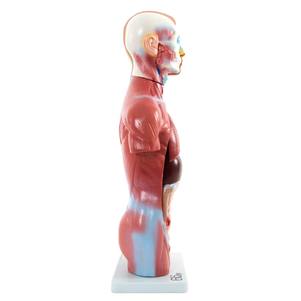 66fit Male Torso Anatomical Model - 13 parts - 42cm
