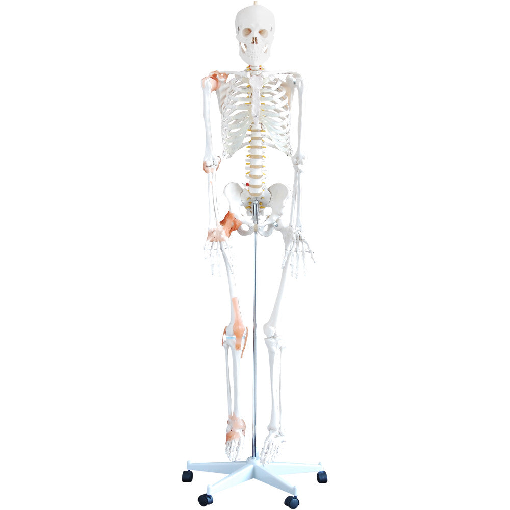 66fit Human Flexible Skeleton with Ligaments- 180cm