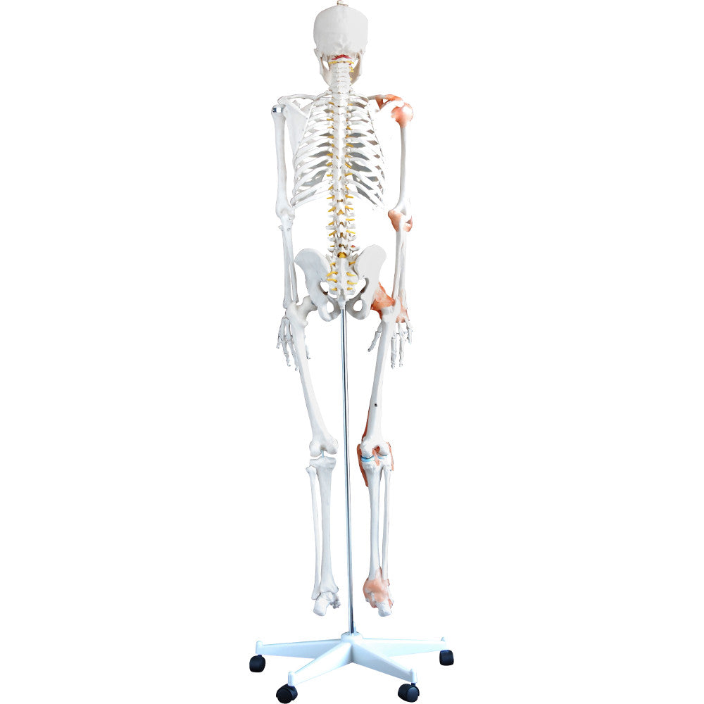 66fit Human Flexible Skeleton with Ligaments- 180cm