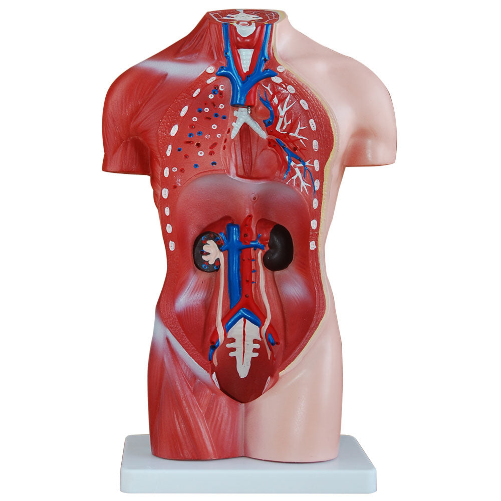66fit Female Torso Anatomical Model - 15 parts - 42cm