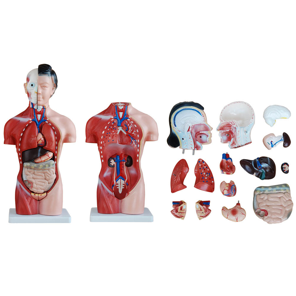 66fit Female Torso Anatomical Model - 15 parts - 42cm