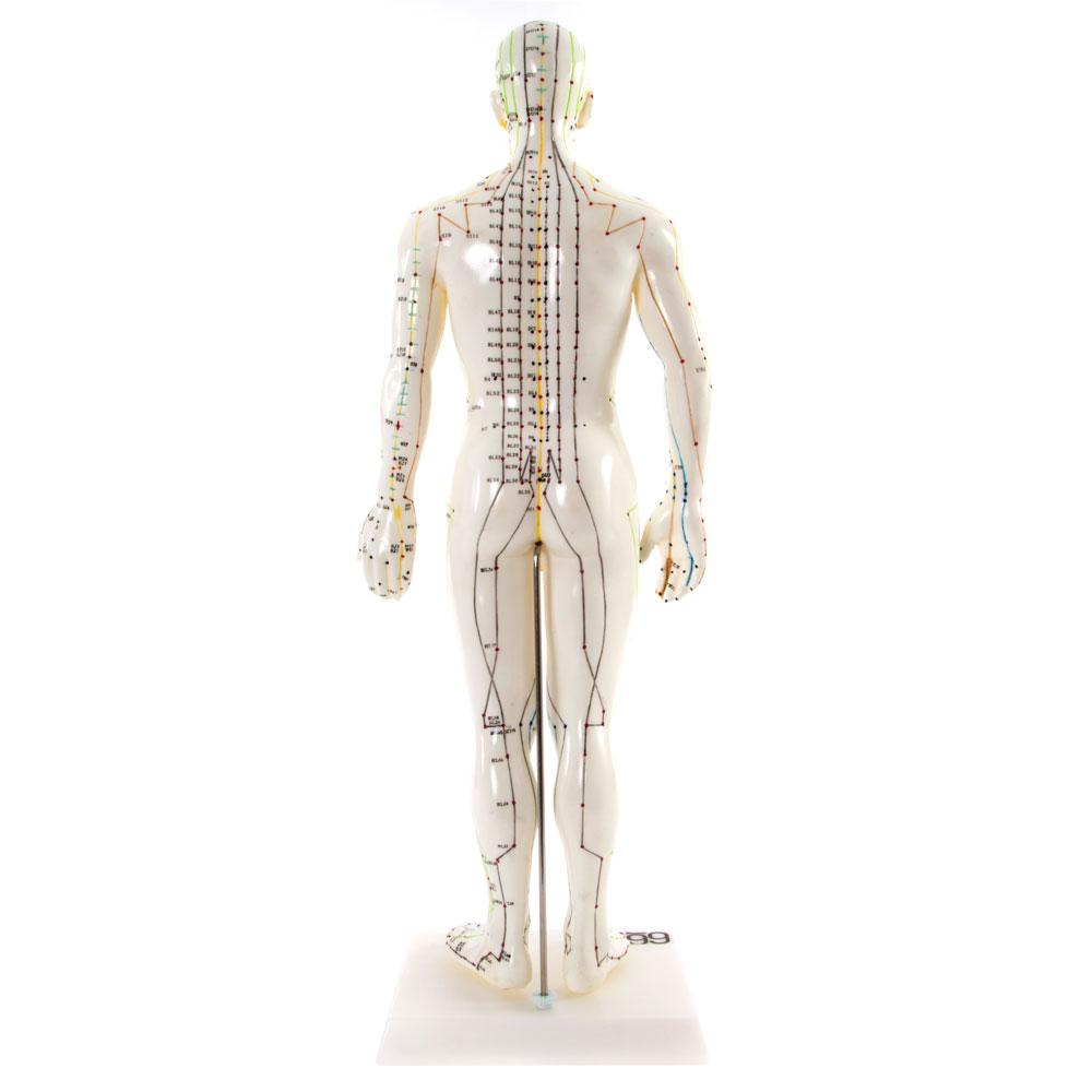 66fit Male Acupuncture Model - 50cm