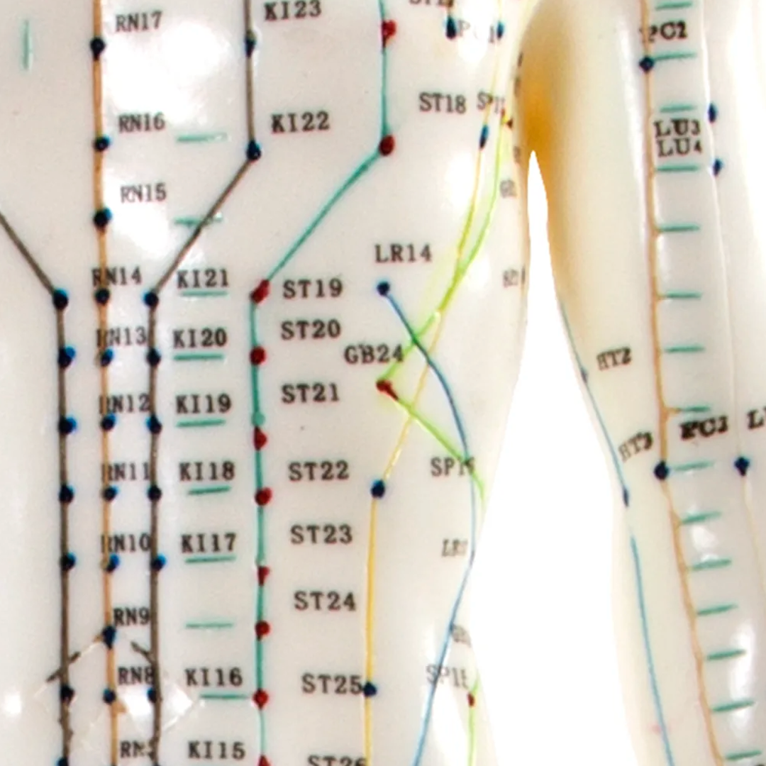 66fit Male Acupuncture Model - 50cm