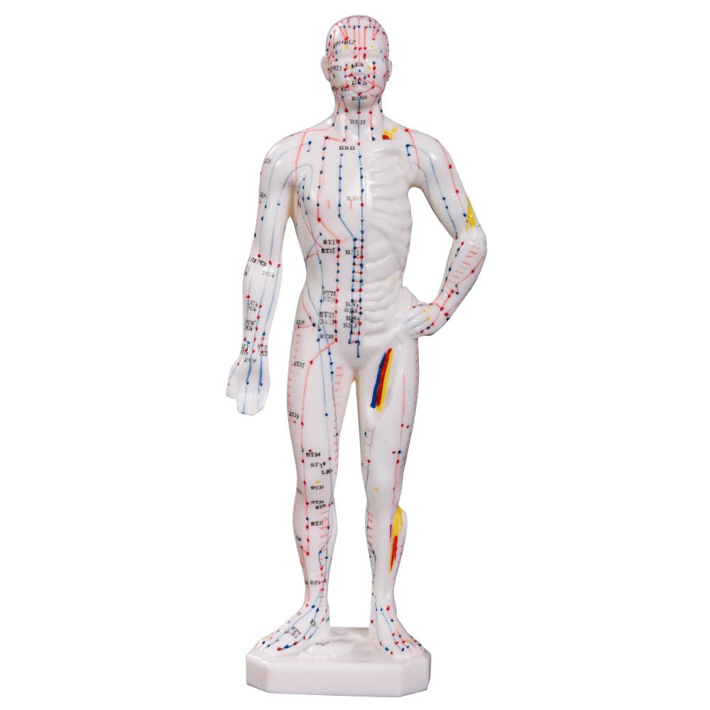 66fit Acupuncture Male Model - 26cm