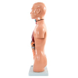 66fit Male Torso Anatomical Model - 13 parts - 42cm