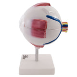 66fit Giant Eye Model - White