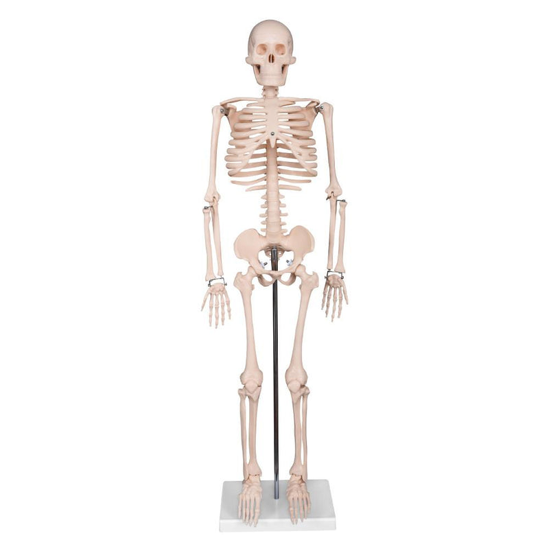 66fit Medium Anatomical Skeleton Model - 85cm