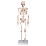 66fit Medium Anatomical Skeleton Model - 85cm