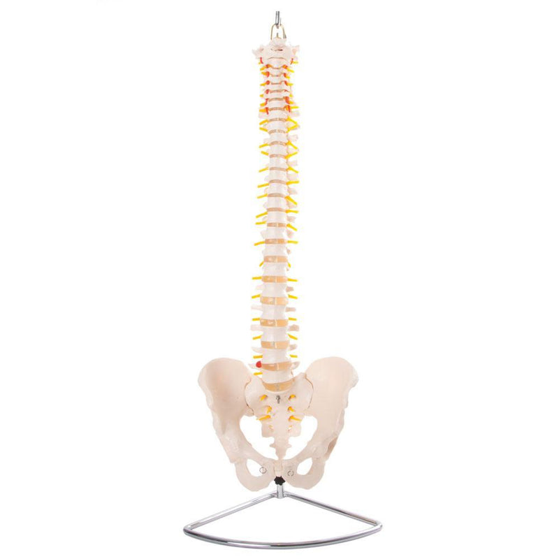 66fit Anatomical Flexible Vertebral Column With Pelvis
