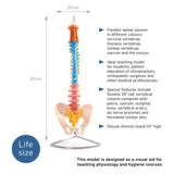 66fit Anatomical Flexible Vertebral Column With Pelvis (Coloured)