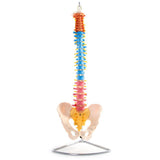 66fit Anatomical Flexible Vertebral Column With Pelvis (Coloured)