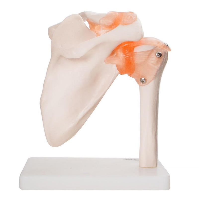 66fit Human Shoulder Joint Anatomical Model