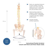 66fit Anatomical Flexible Vertebral Column With Pelvis & Femur Heads