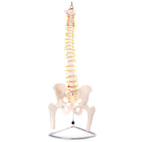 66fit Anatomical Flexible Vertebral Column With Pelvis & Femur Heads