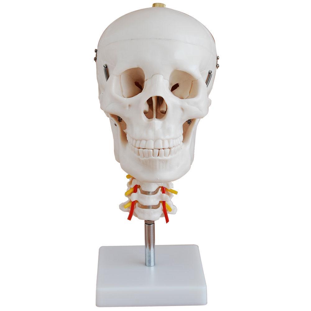 66fit Skull With Cervical Spine Anatomical Model – 66fit Australia