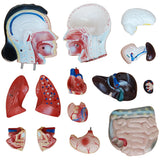 66fit Female Torso Anatomical Model - 15 parts - 42cm