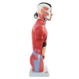 66fit Female Torso Anatomical Model - 15 parts - 42cm