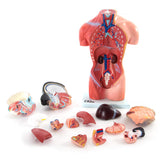66fit Female Torso Anatomical Model - 15 parts - 42cm