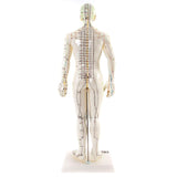 66fit Male Acupuncture Model - 50cm