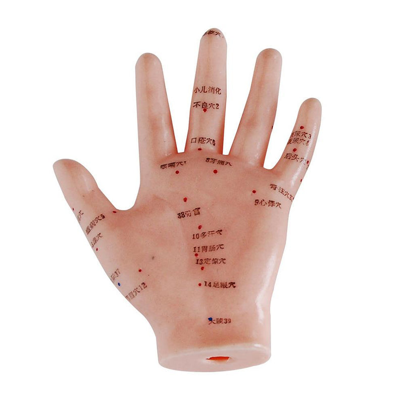 66fit Hand Acupuncture Model - 13cm